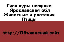 Гуси куры несушки - Ярославская обл. Животные и растения » Птицы   